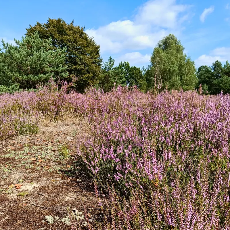 Heideblüte in der Kleinen Schorfheide