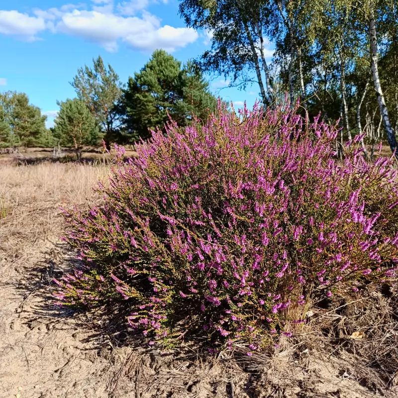 Heideblüte