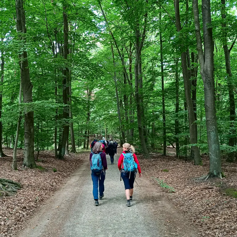 Waldweg in den Rauener Bergen