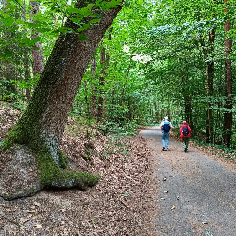 Waldweg in den Rauener Bergen