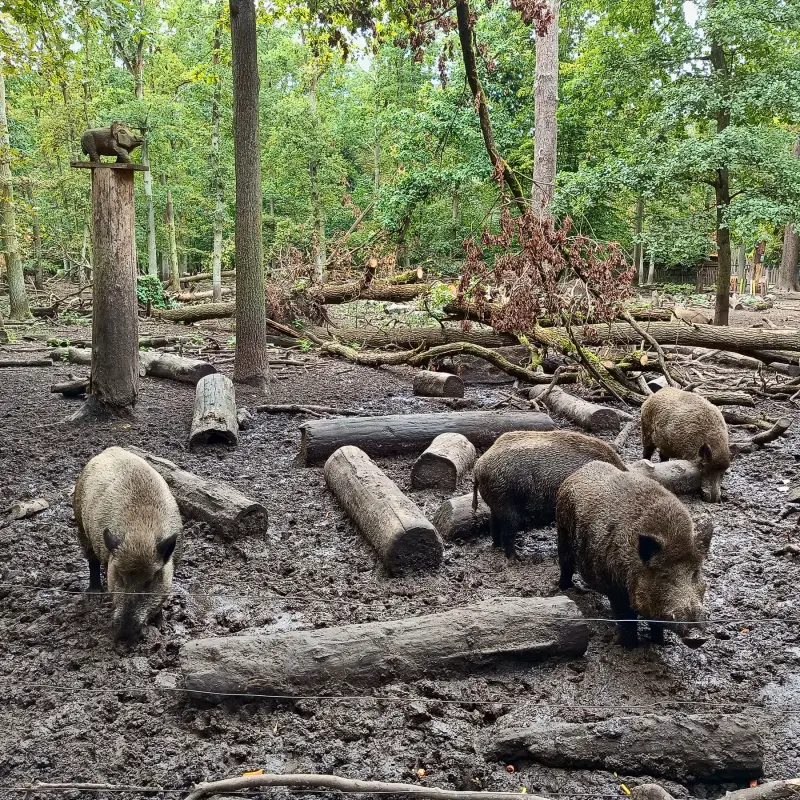 Wildschweingehege am Johannesstift