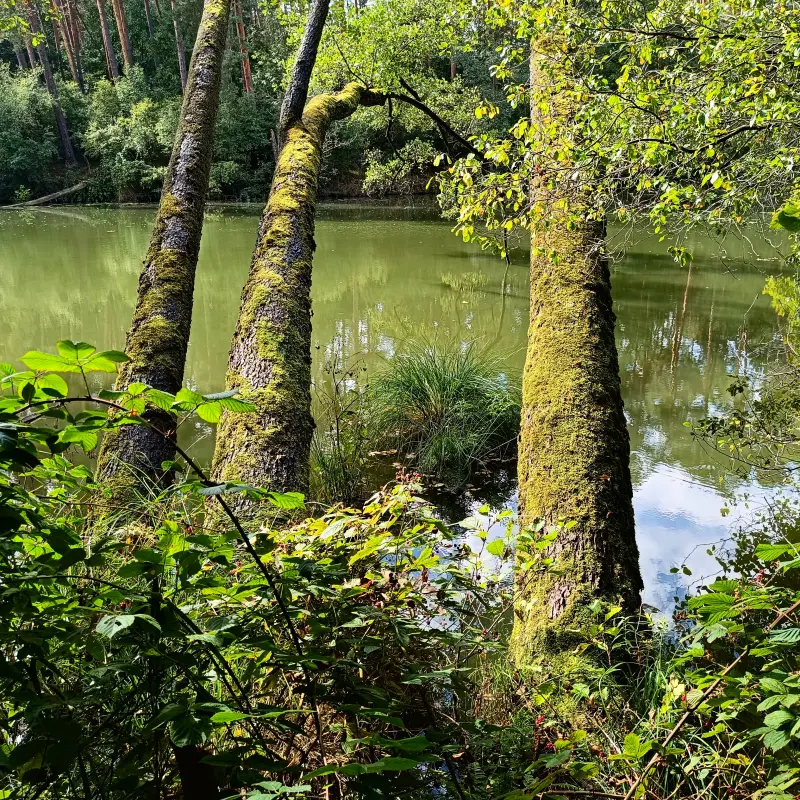 Schlaube