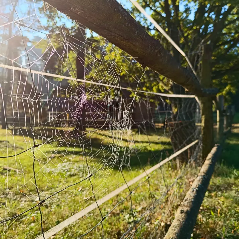 Spinnennetz im Morgenlicht