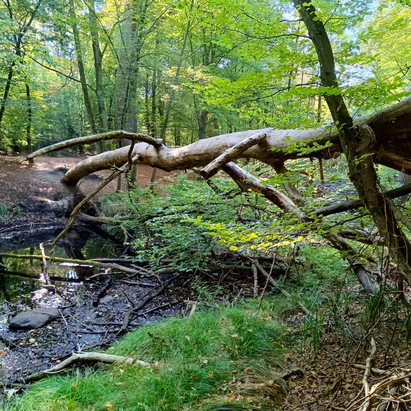 Briesetal