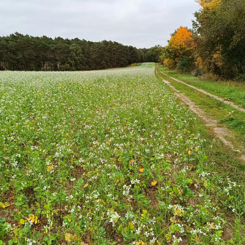 Feld bei Stücken