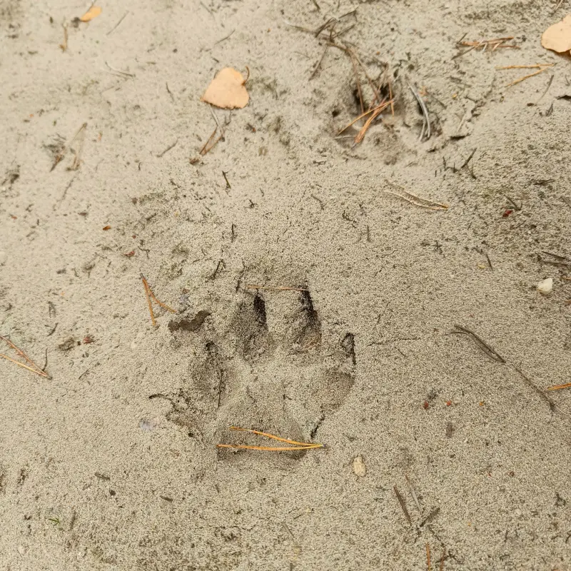 Tierspuren im Sand