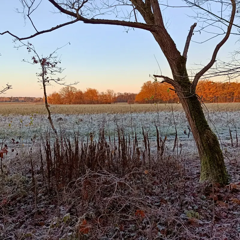 Marienfelder Feldmark