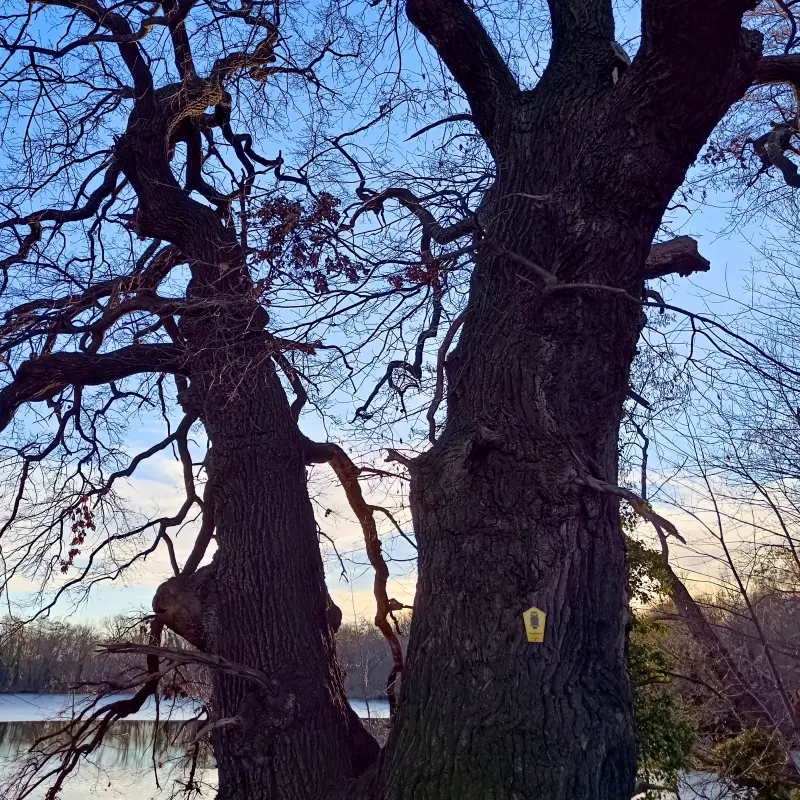 Eiche am Großen Plessower See