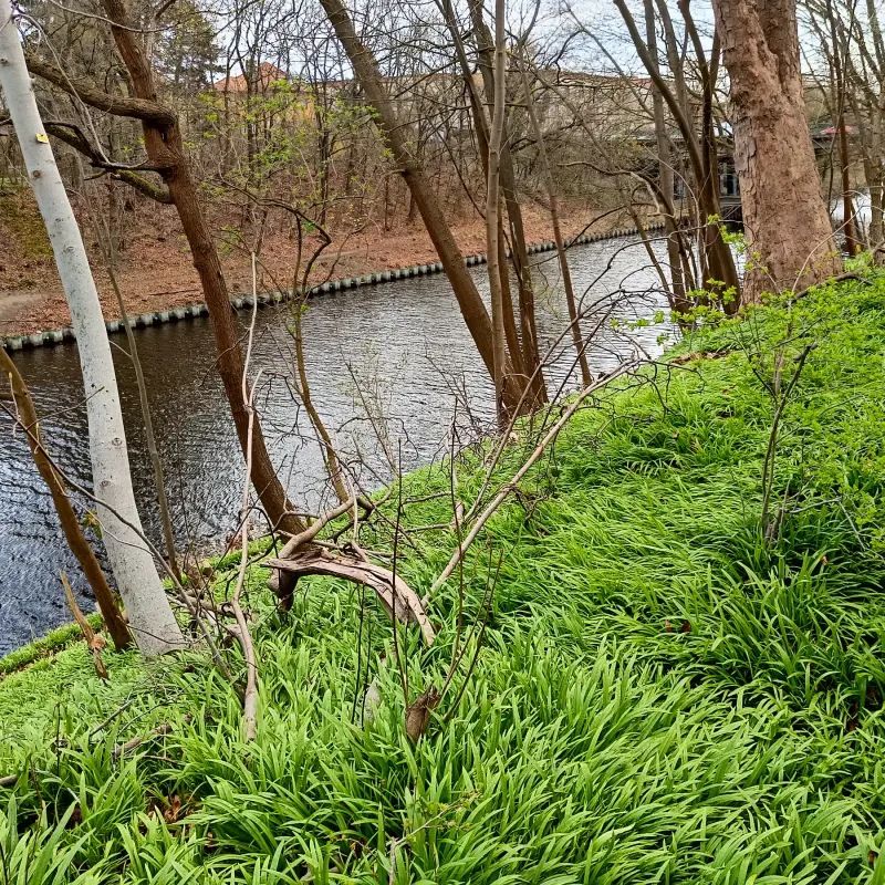 Wunderlauch am Teltowkanal