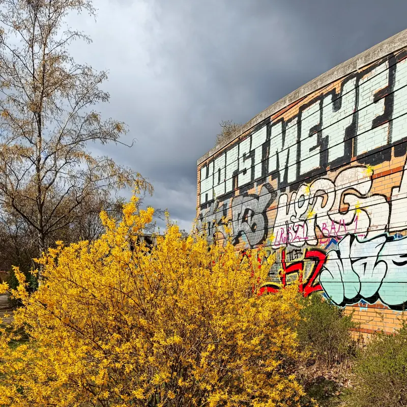 Forsythie und Street Art