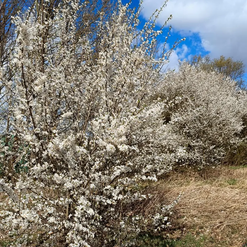 Blühende Obstgehölze