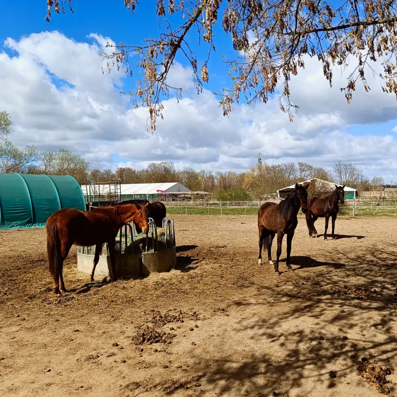 Pferdehof in Blankenfelde