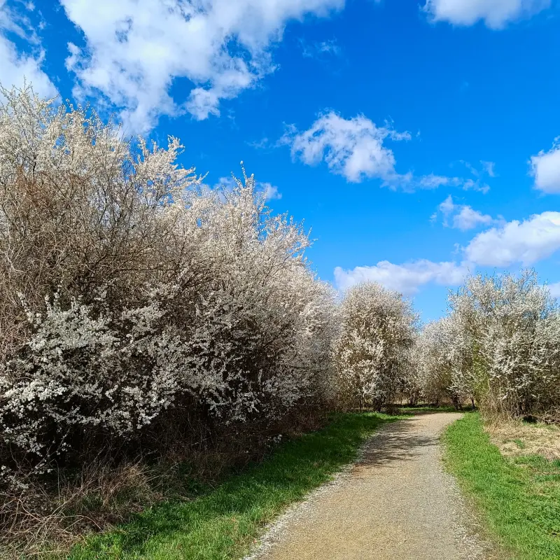 Blühende Obstgehölze