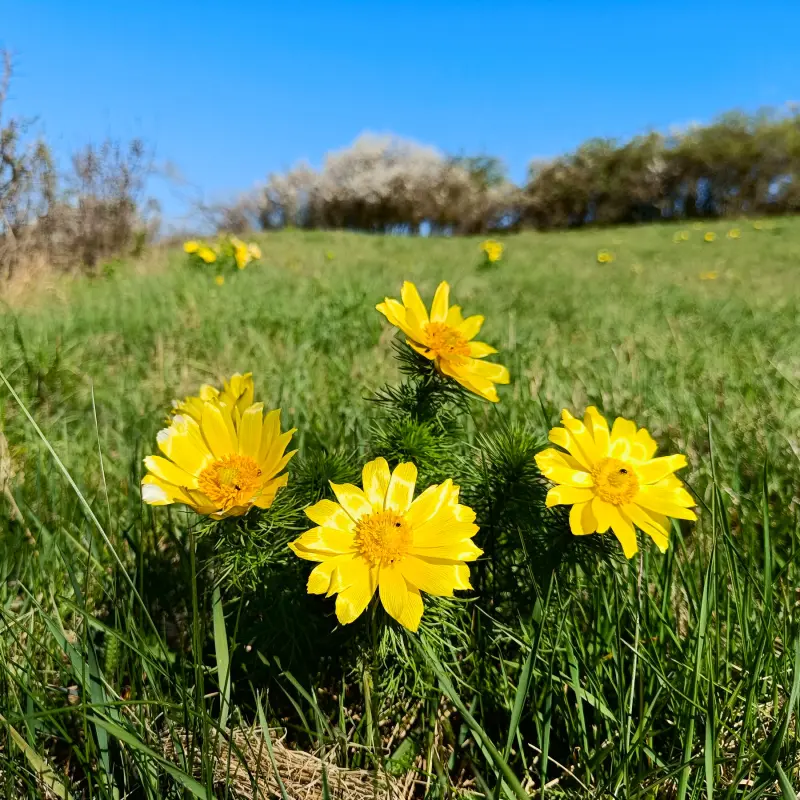Adonisröschen in der Priesterschlucht
