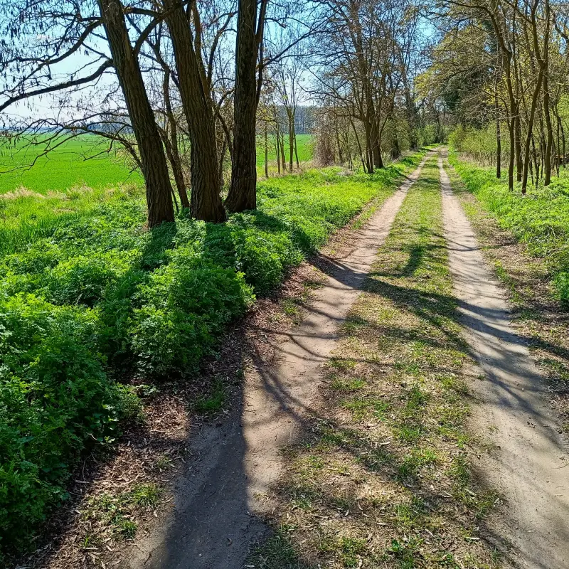 Weg am Oderbruch