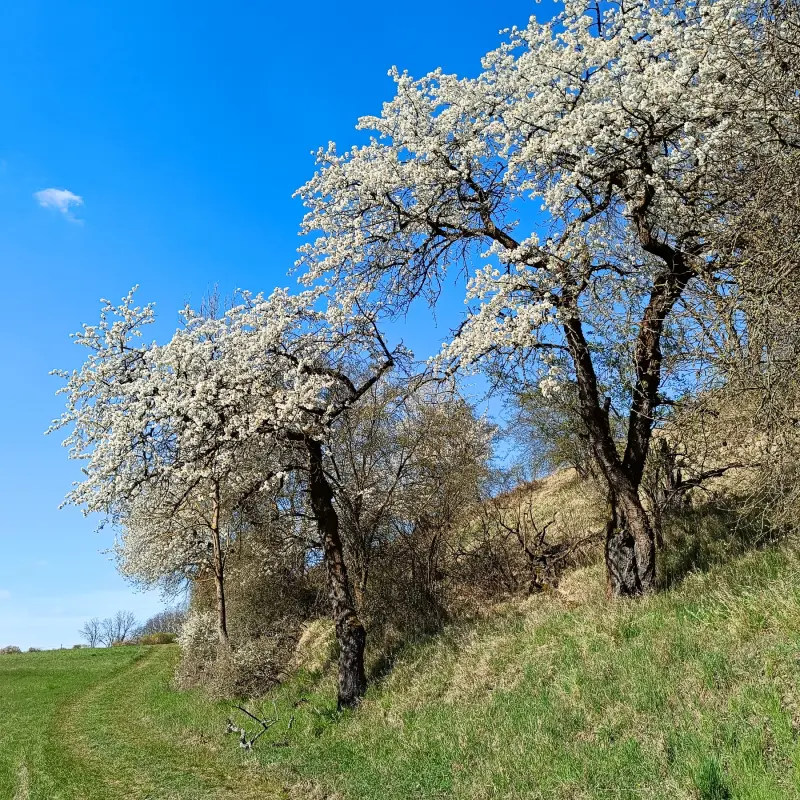 Obstbaumblüte bei Lebus