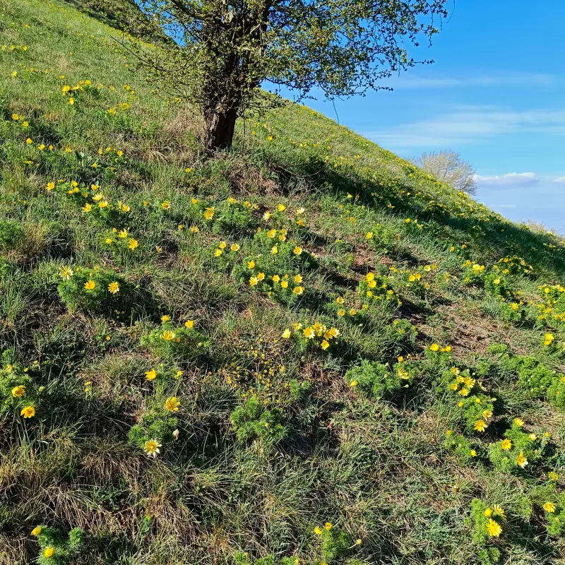 Adonisröschen an den Pontischen Hängen