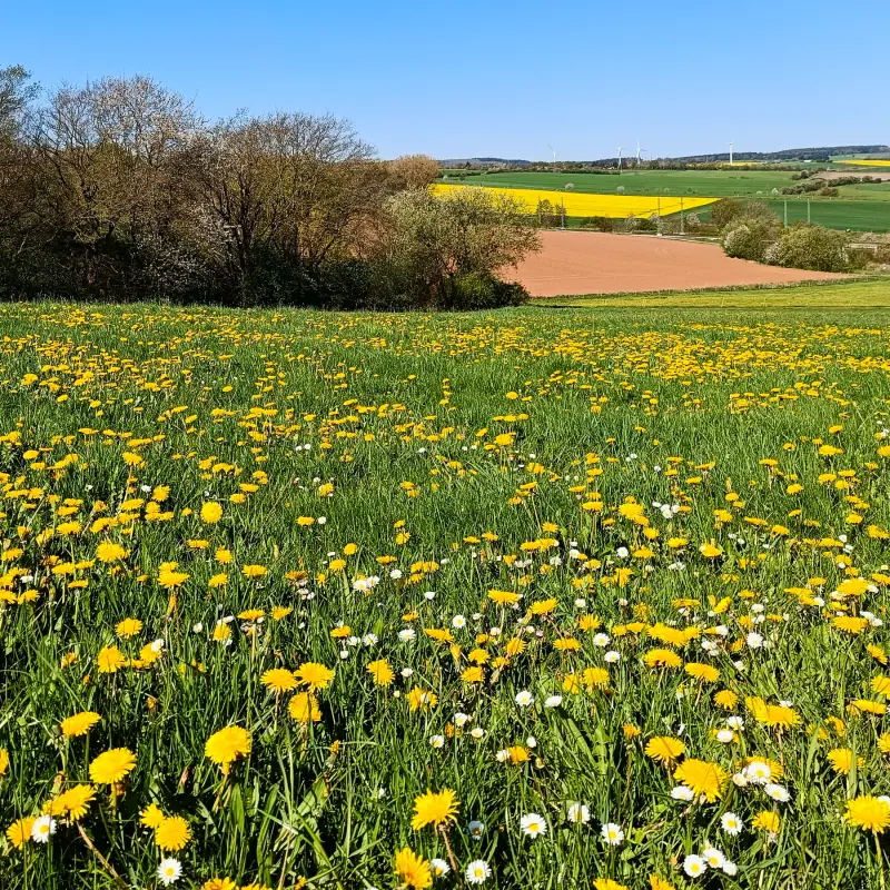 Frühling in der Nordeifel