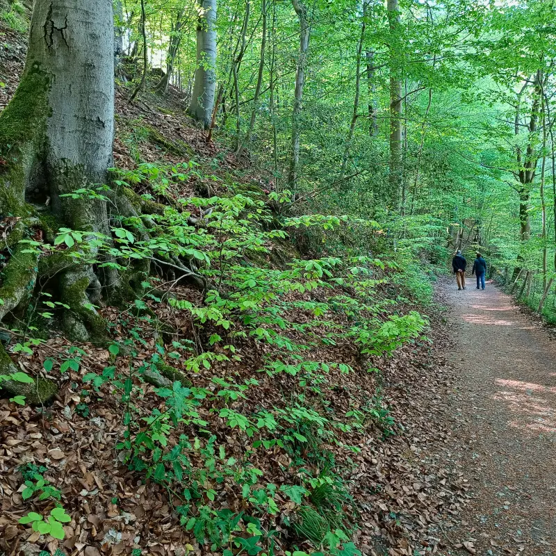 Waldweg an der Düssel