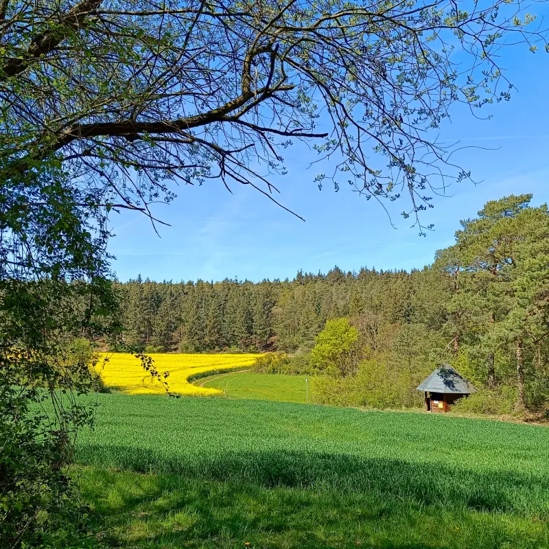 Rapsfeld bei Eschweiler