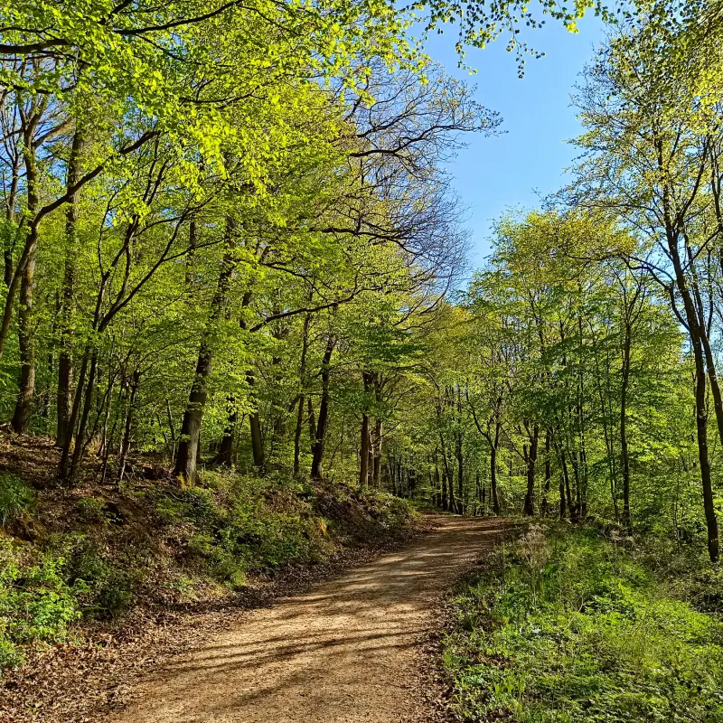 Frühling im Wald