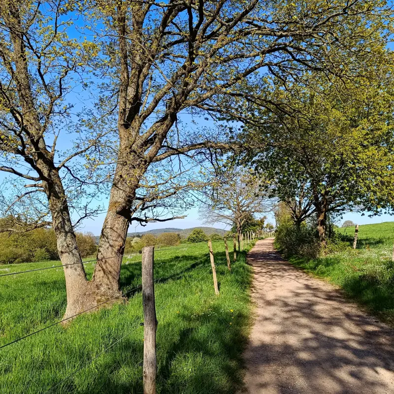 Weidelandschaft