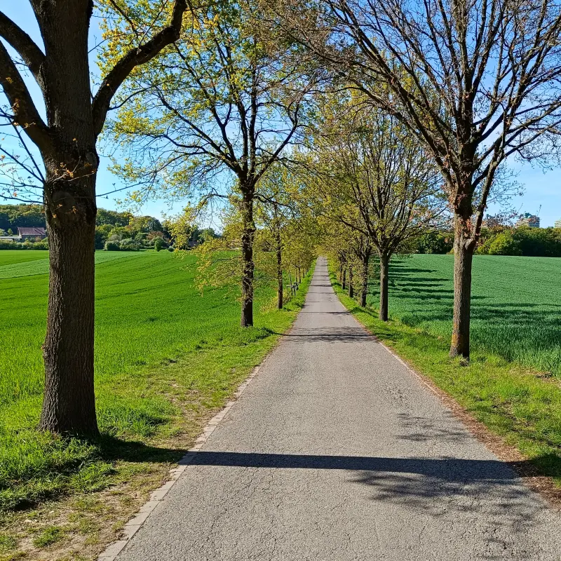 Allee zum Lottental