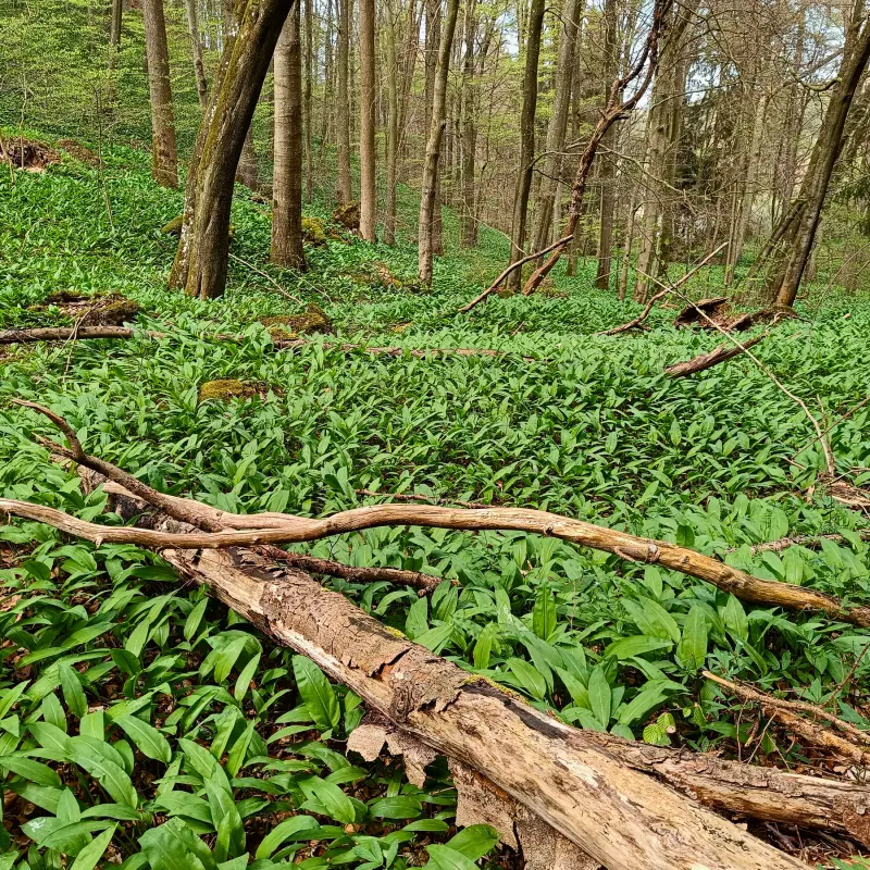 Bärlauchwald