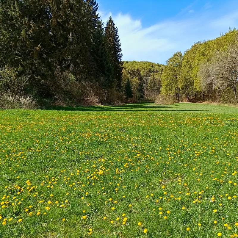 Eifelwiesen