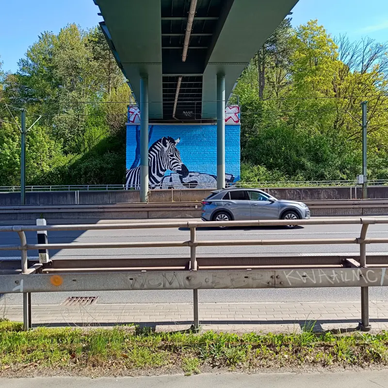 Zebra an der B54
