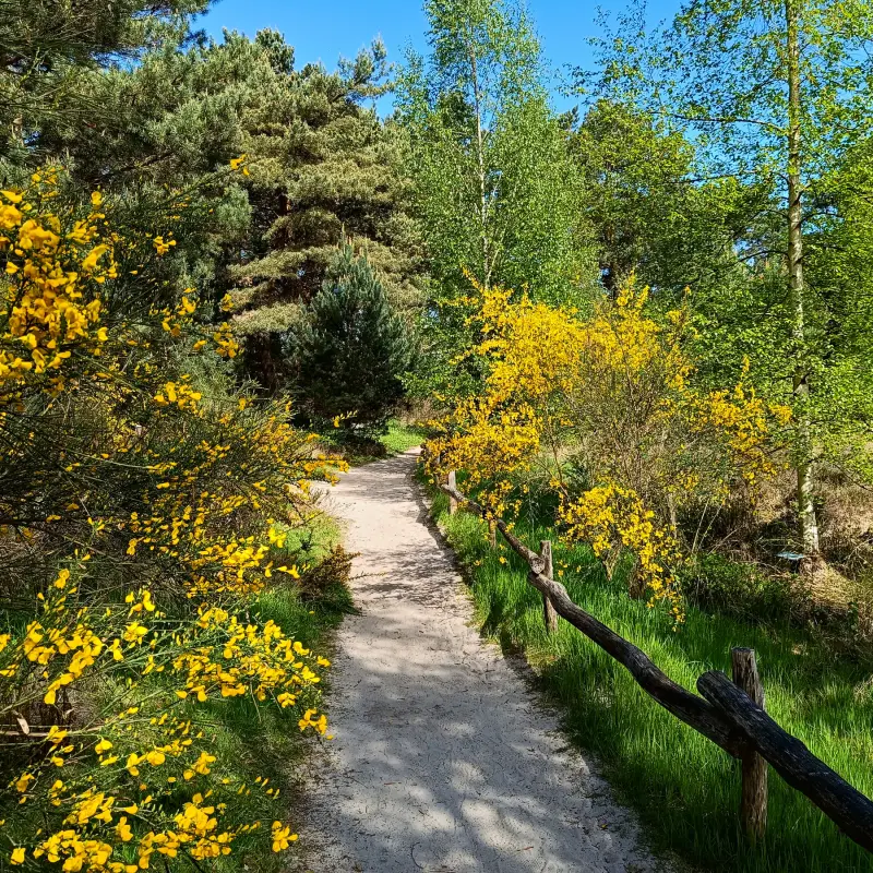 Ginsterblüte im Rombergpark