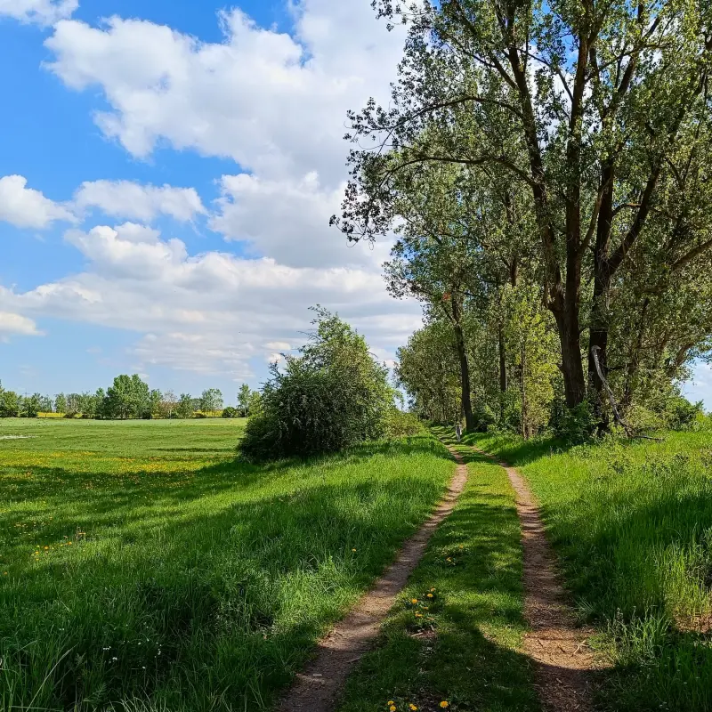 Feldweg bei Angermünde