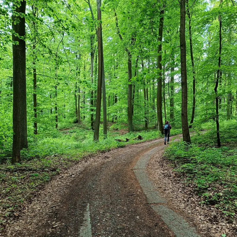 Waldweg am Wolletzsee