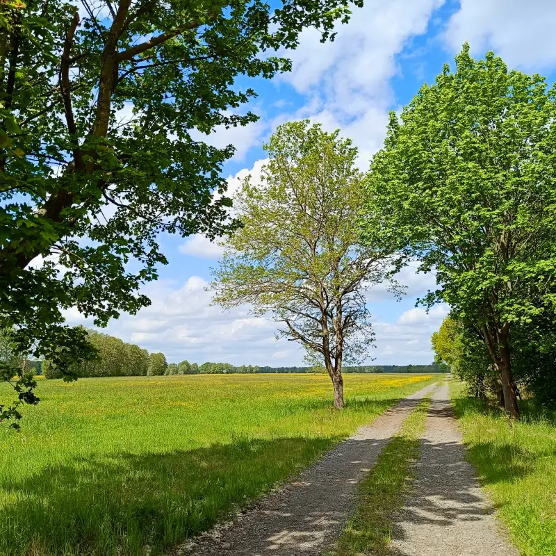 Waldrand