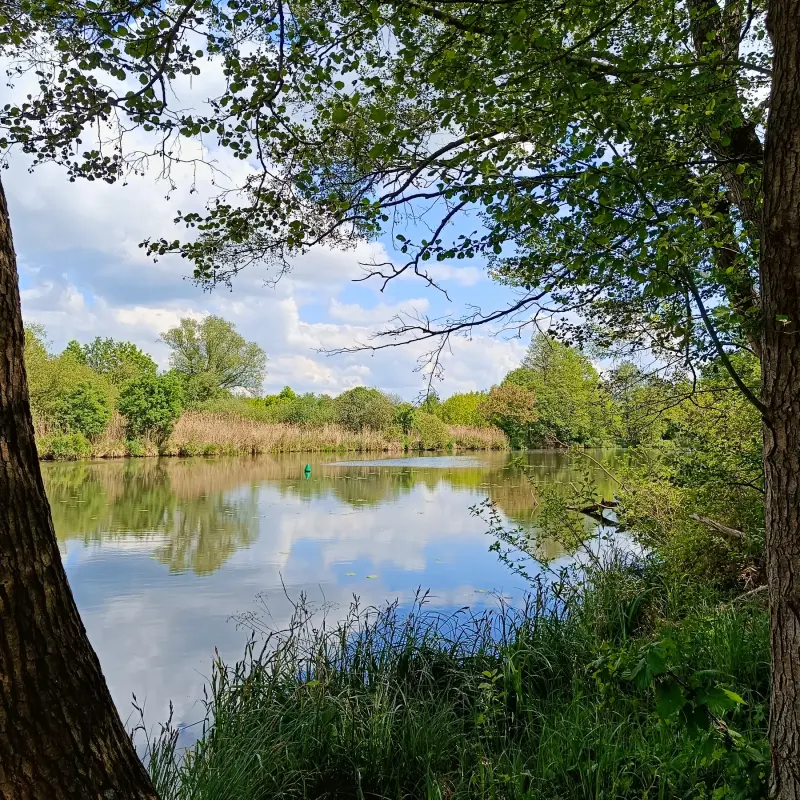 Spree