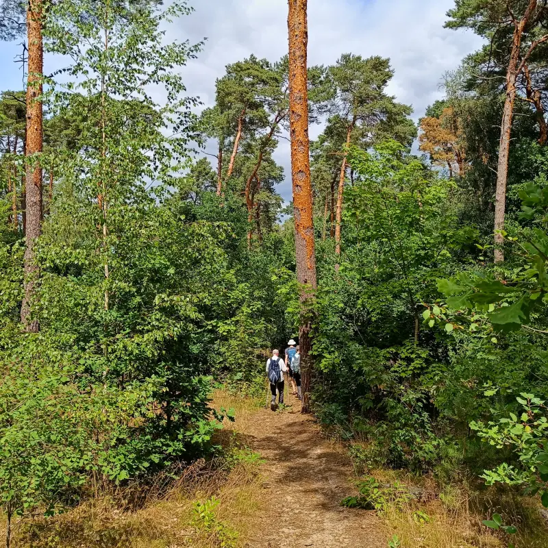 Waldweg