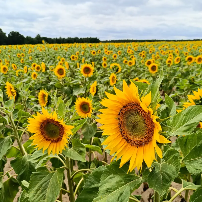 Sonnenblumenfeld