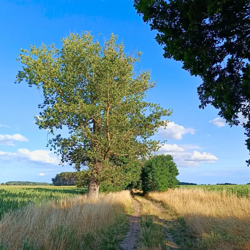 Feldweg bei Kotzen