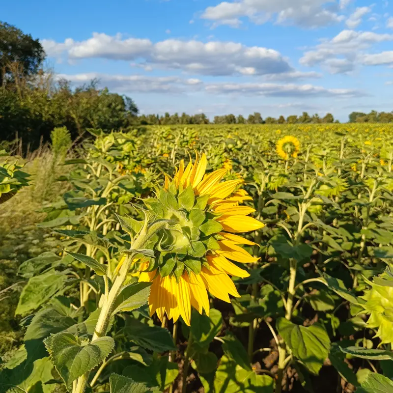 Sonnenblumenfeld