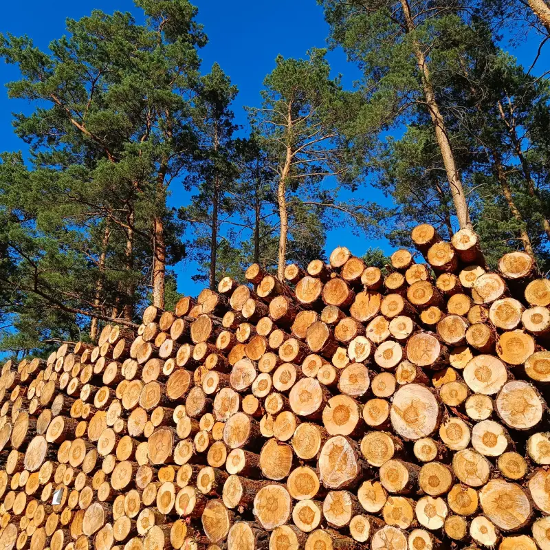 Holzpolter im Kiefernwald