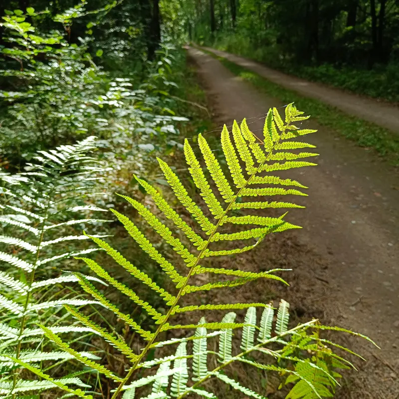 Waldweg mit Farn