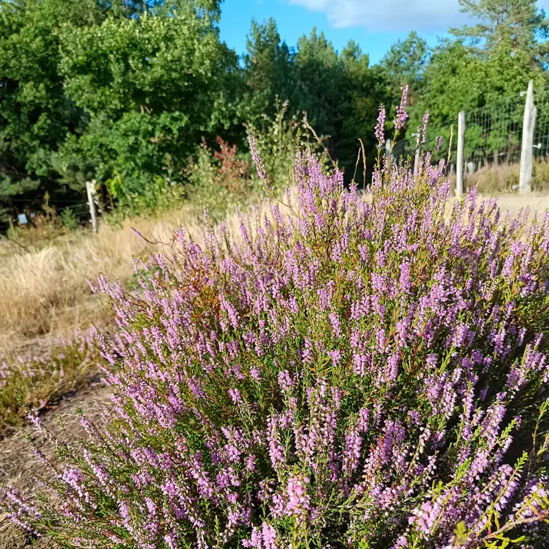 Blühende Besenheide