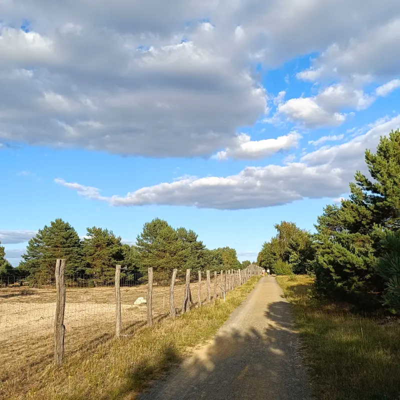 Weg durch die Schönower Heide