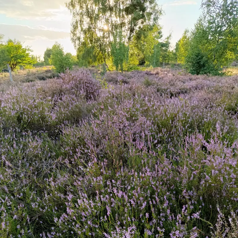 Durch die Schönower Heide zu Bauhaus-Architektur und Heideblüte